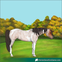 Horse Color:Bay Roan Tobiano