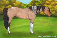 Horse Color:Bay Roan Tobiano 