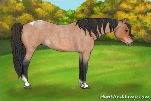 Horse Color:Bay Roan Tobiano