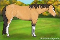 Horse Color:White Spotted Buckskin Sabino 