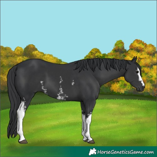 Horse Color:White Spotted Black 