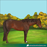 Horse Color:Liver Chestnut 