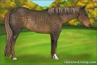 Horse Color:Chocolate Palomino Rabicano