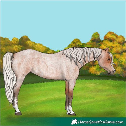 Horse Color:Silver Bay Roan 