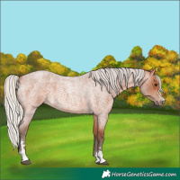 Horse Color:Silver Bay Roan 