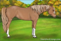 Horse Color:Red Roan 