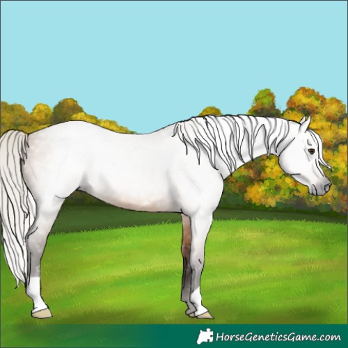 Horse Color:Gray Silver Bay Dun 