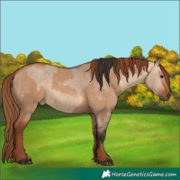 Horse Color:Bay Dun and Red Dun