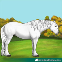 Horse Color:Gray Chestnut