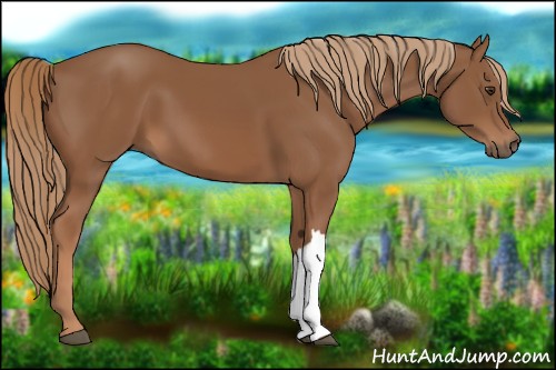 Horse Color:Chestnut 