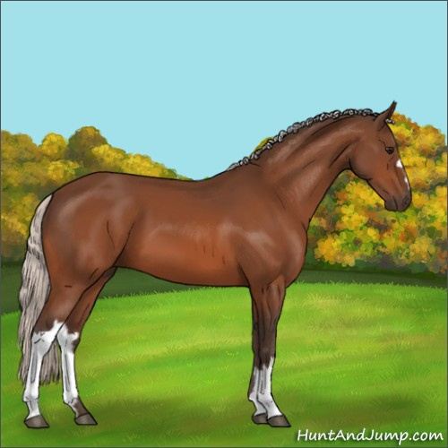 Horse Color:Silver Bay 