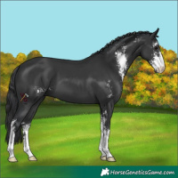 Horse Color:Black Sabino 