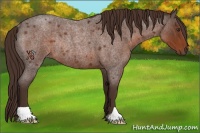 Horse Color:Liver Red Roan Rabicano 
