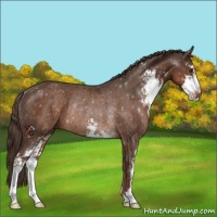 Horse Color:Liver Chestnut Sabino Rabicano 