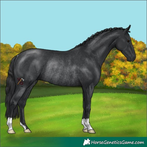 Horse Color:Black Rabicano 