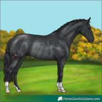 Horse Color:Black Rabicano 