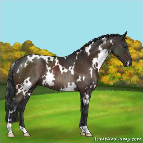 Horse Color:White Spotted Brown Rabicano