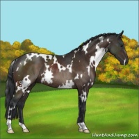 Horse Color:White Spotted Brown Rabicano 
