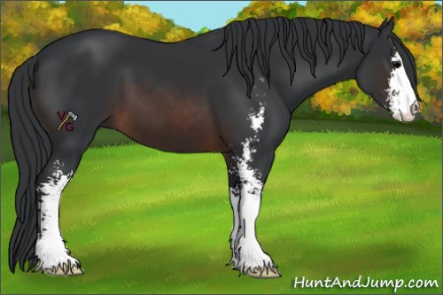 Horse Color:Brown Sabino