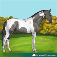 Horse Color:Grullo Tobiano Rabicano