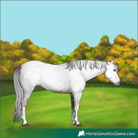 Horse Color:Gray White Spotted Liver Chestnut