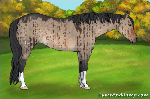 Horse Color:Brown Dun Brindle 