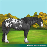 Horse Color:Black Sabino Appaloosa Rabicano 