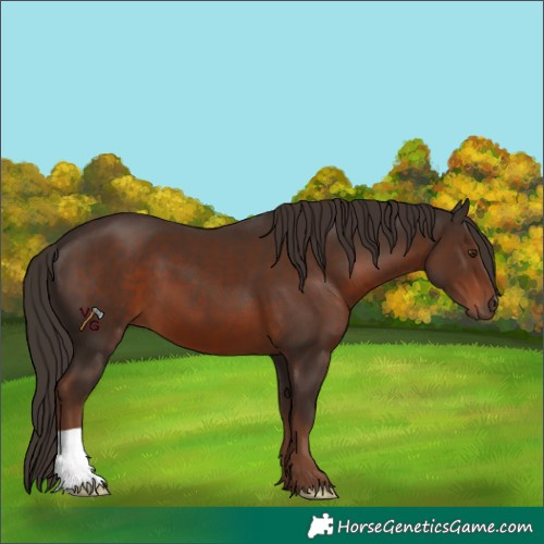Horse Color:Liver Chestnut 
