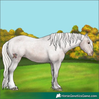 Horse Color:Silver Brown Varnish 
