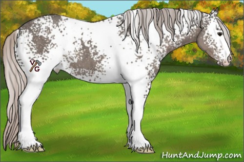 Horse Color:White Spotted Silver Black 