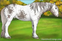 Horse Color:White Spotted Silver Black 