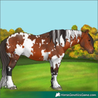 Horse Color:White Spotted Bay 