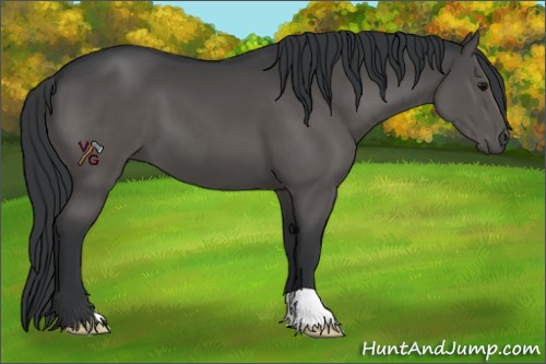 Horse Color:Black 