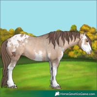 Horse Color:Bay Dun Sabino Blanket Rabicano 