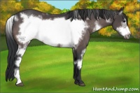 Horse Color:Platinum White Spotted Bay Frame 