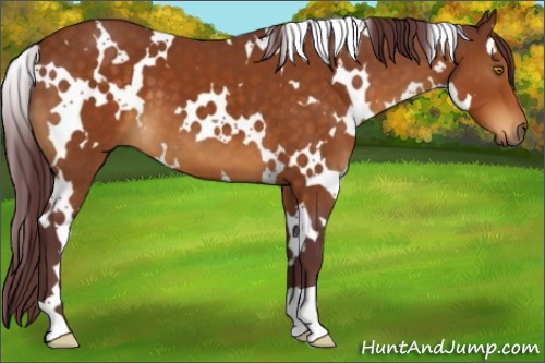 Horse Color:White Spotted Chocolate Buckskin 