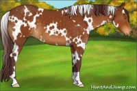 Horse Color:White Spotted Chocolate Buckskin 