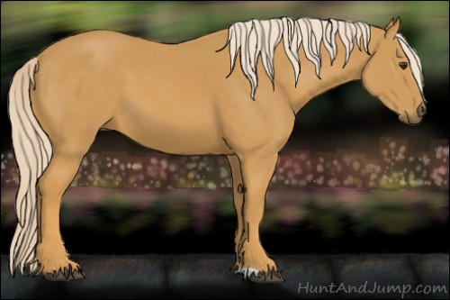 Horse Color:Palomino 