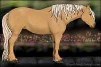 Horse Color:Palomino 