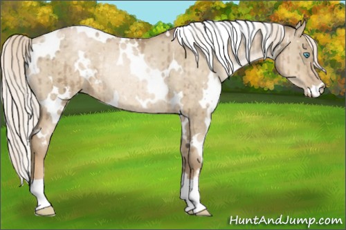 Horse Color:White Spotted Chocolate Palomino Pearl Dun Rabicano Brindle