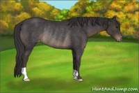 Horse Color:Smoky Black Appaloosa Rabicano 