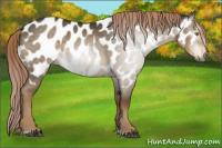 Horse Color:Gray Chocolate Palomino Dun Sabino Appaloosa