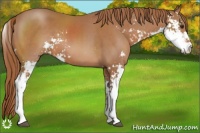 Horse Color:Chestnut Sabino 