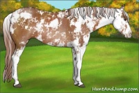 Horse Color:Chestnut Sabino Rabicano 