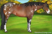 Horse Color:Bay Sabino Rabicano 