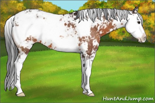 Horse Color:Bay Sabino 