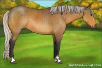 Horse Color:Silver Buckskin Sabino Rabicano 
