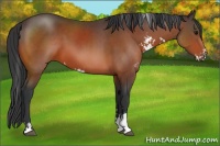 Horse Color:Bay Sabino 