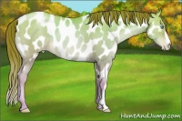 Horse Color:Chocolate Amber Champagne Pearl Dun Near Leopard 
