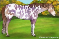 Horse Color:Chocolate Brown Pearl Appaloosa